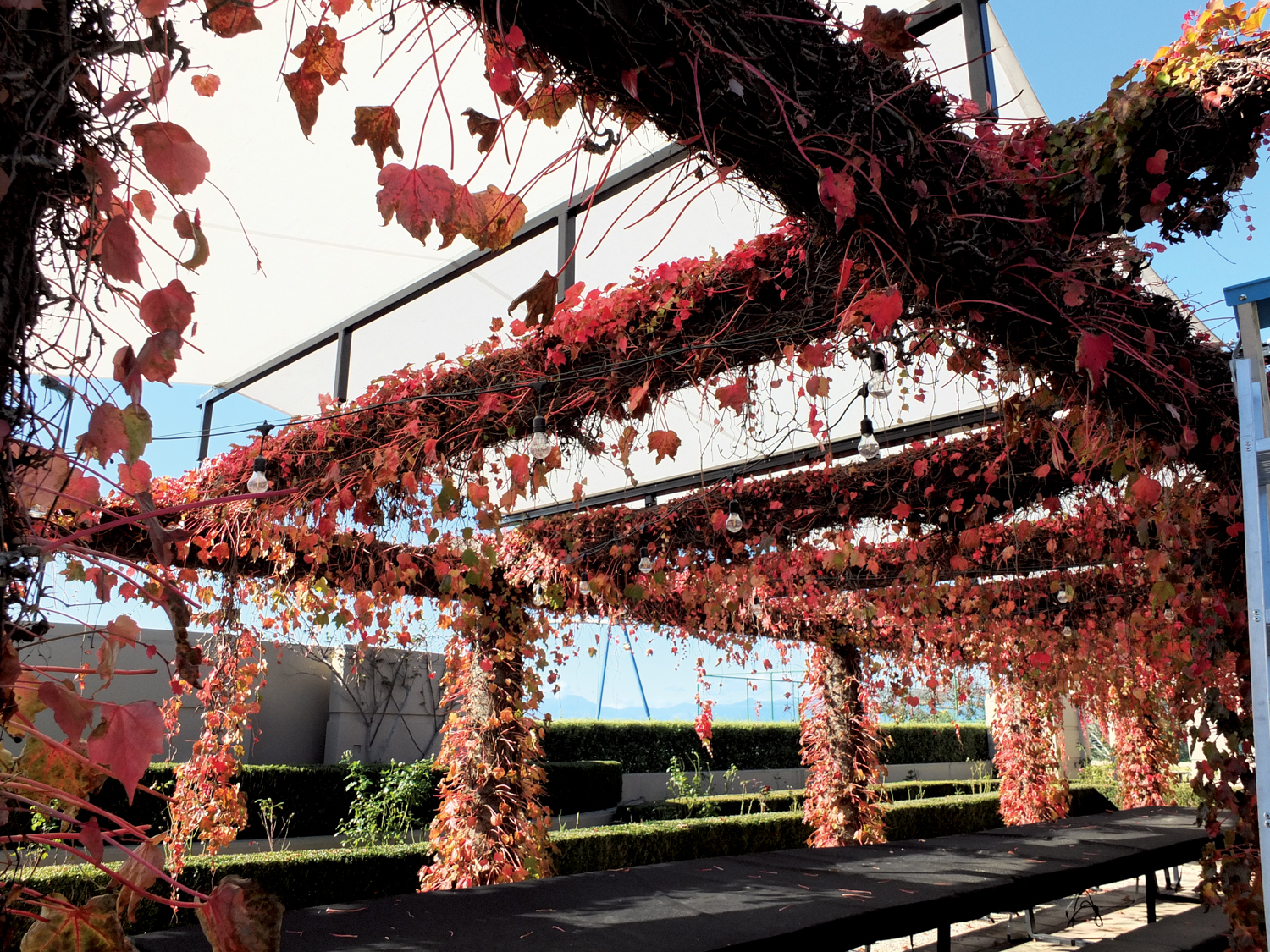 S0058006-1 Vines with red and orange leaves drape over a shaded outdoor space.